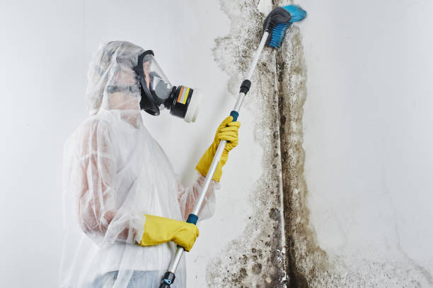 Best Commercial Mold Removal  in Bridge City, TX